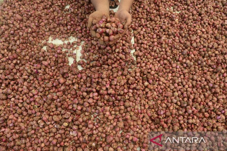 FOTO - Harga bawang naik drastis di Aceh