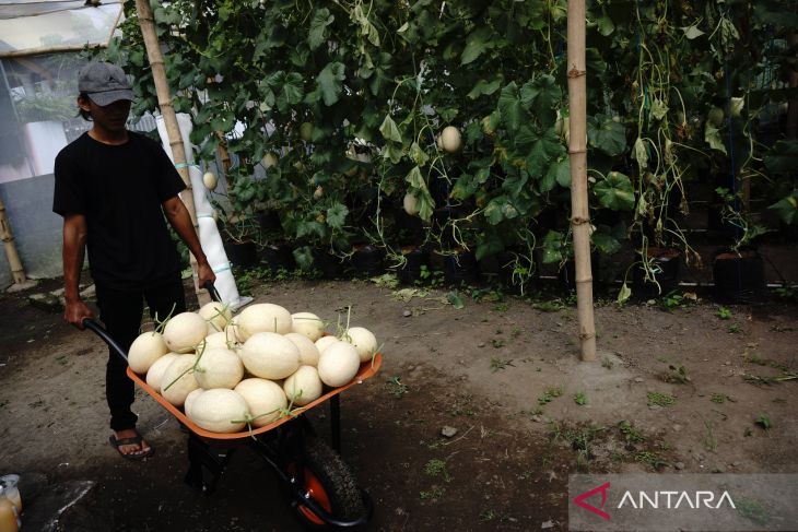 Budi daya melon di Jombang