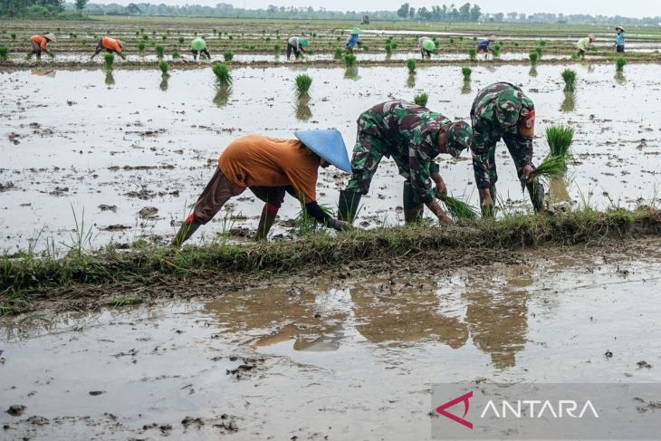 Pemerintah berkomitmen percepat masa tanam padi