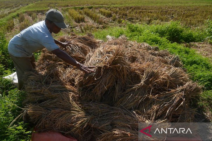 FOTO - Realisasi serapan gabah petani di Aceh