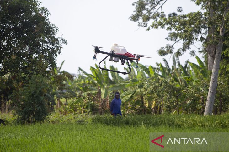 Penyemprotan pestisida dengan drone di Indramayu