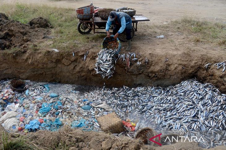 FOTO - Nelayan buang ikan akibat tangkapan melimpah