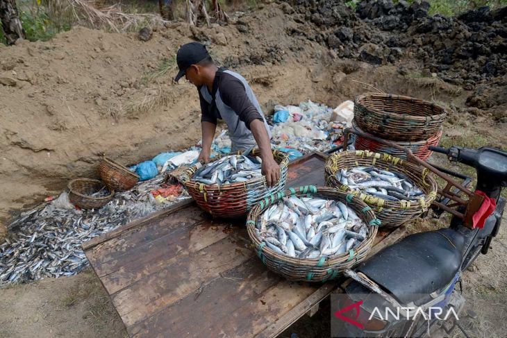 FOTO - Nelayan buang ikan akibat tangkapan melimpah