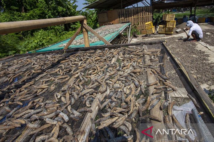 Permintaan ekspor teripang