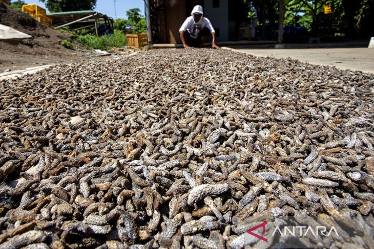 Permintaan ekspor teripang