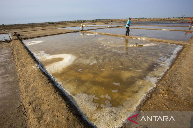 Petambak mulai produksi garam di Indramayu