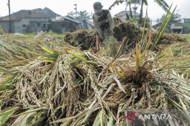 Penyerapan gabah kering panen