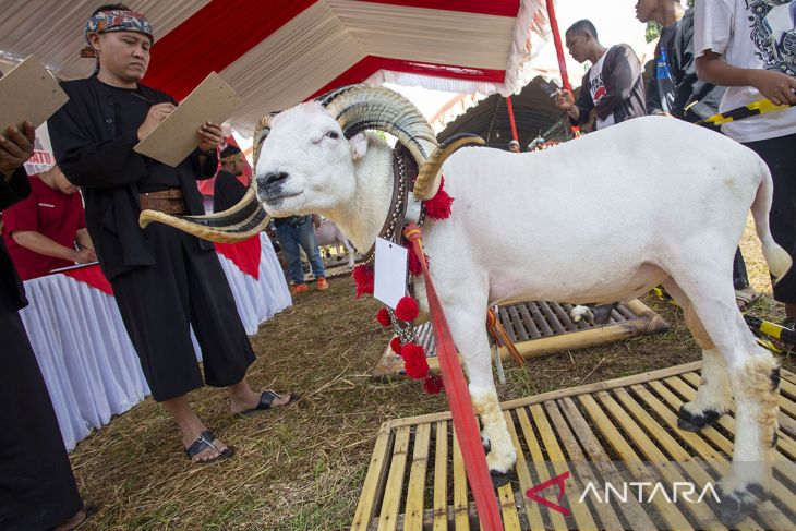 Pameran dan kontes domba Indramayu