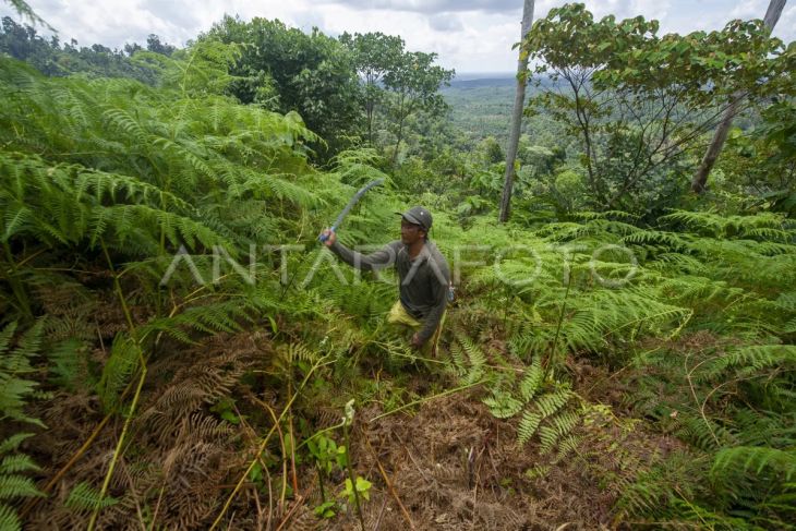 Upaya petani selamatkan lahan kritis di Jambi