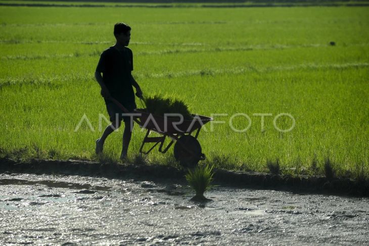 Luas panen padi di Jambi meningkat