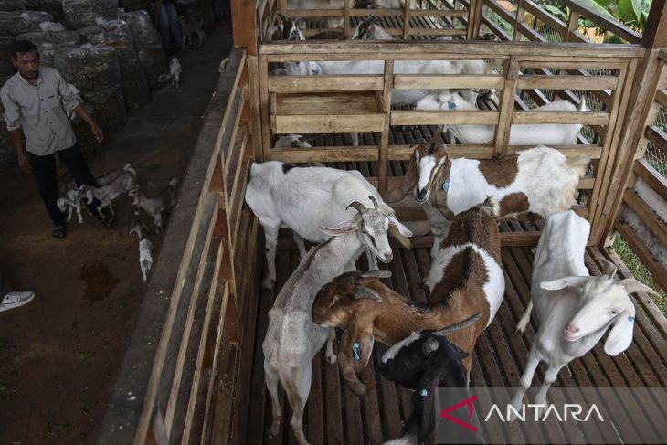 Peternakan kambing perah milik BUMdes