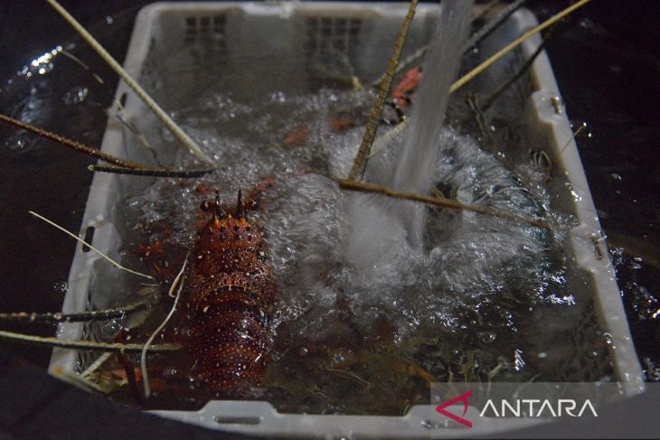 FOTO - Ekosistem budi daya lobster