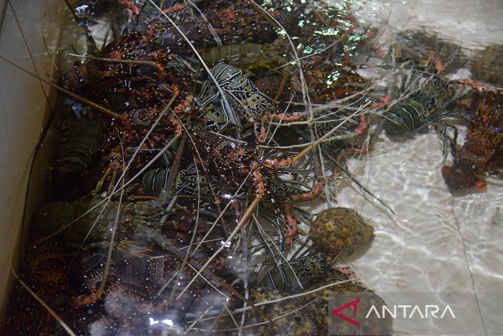 FOTO - Ekosistem budi daya lobster