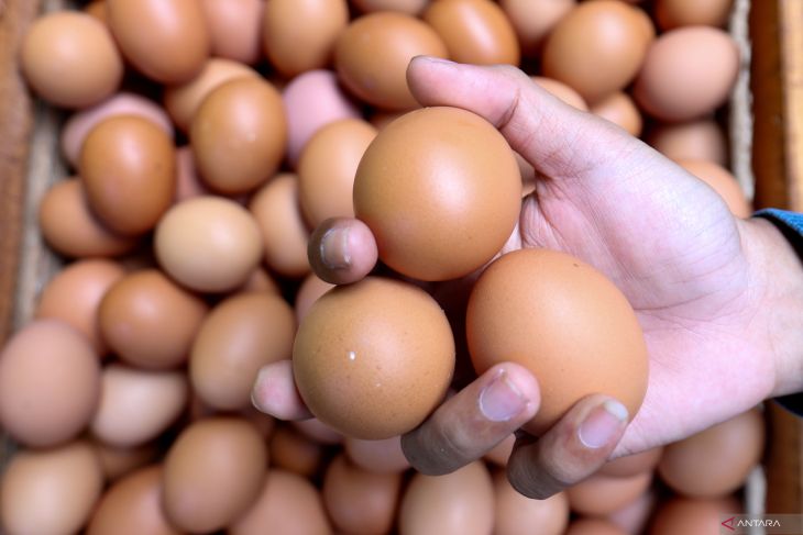 Pendampingan Pemkab Banyuwangi untuk peternak telur ayam