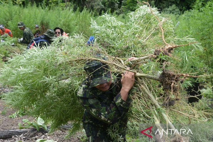 FOTO - Operasi pemusnahan ladang ganja di Pegunungan Seulawah Aceh