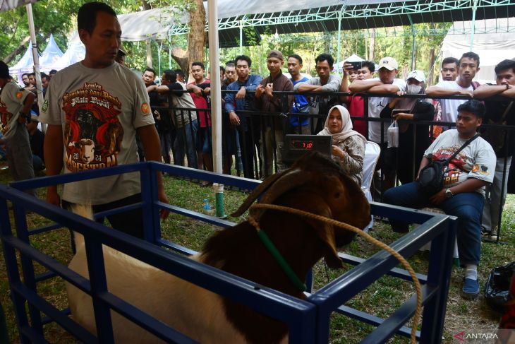 Kontes kambing dan domba di Magetan