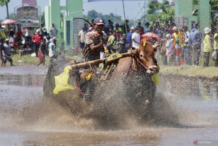 Karapan sapi brujul