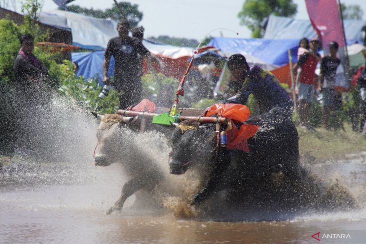 Karapan sapi brujul