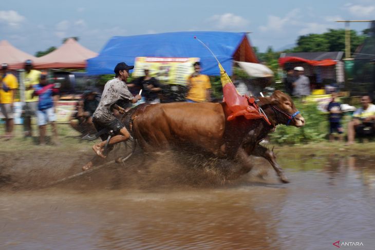 Karapan sapi brujul