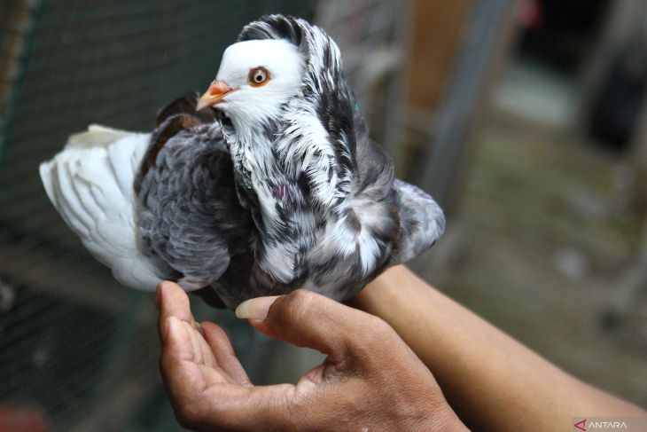 Budi daya merpati hias di Malang