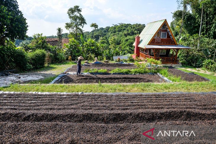 Harga kopi puntang naik