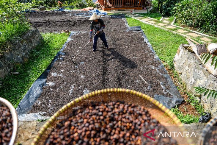 Harga kopi puntang naik