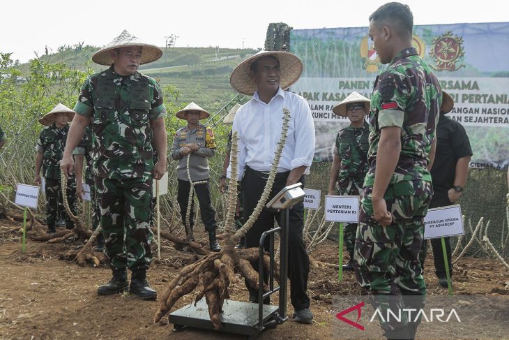 Panen jagung dan singkong di Sukabumi