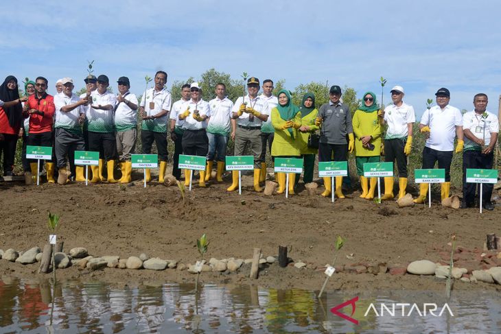 FOTO - Penanaman mangrove hari lingkungan hidup