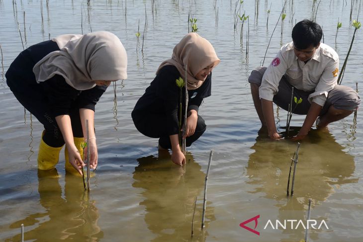 FOTO - Penanaman mangrove hari lingkungan hidup