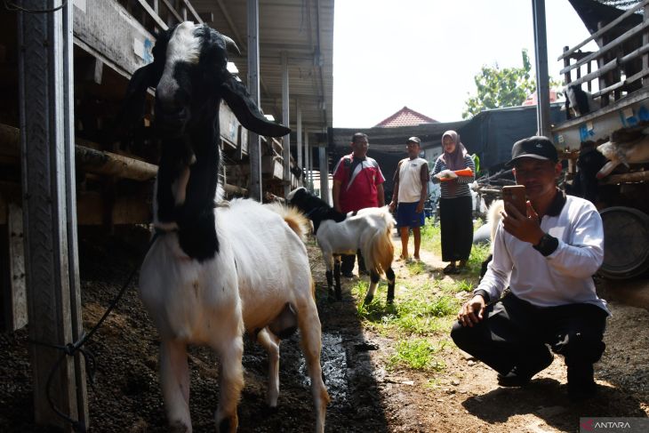 Penjualan kambing kurban di Madiun