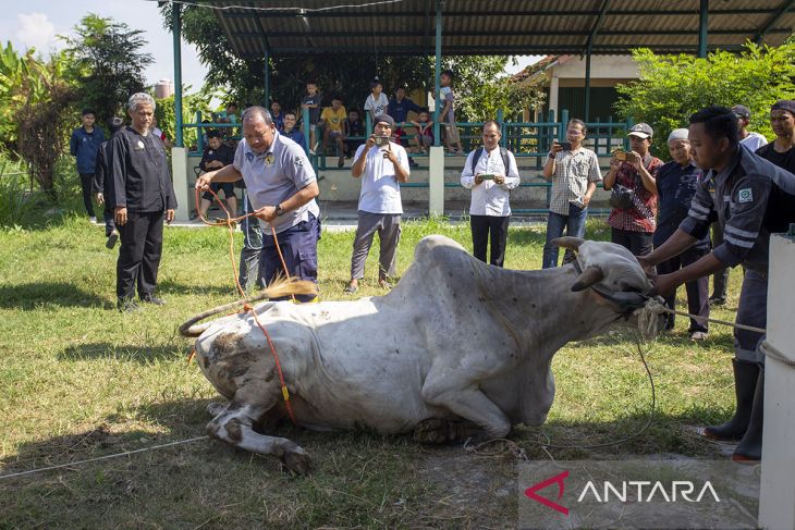 Pelatihan penyembelihan hewan kurban di Indramayu