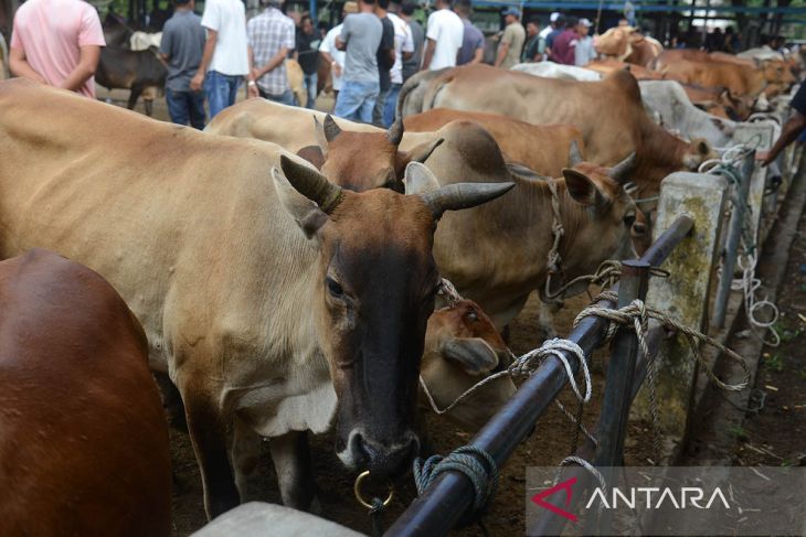 FOTO - Ketersediaan hewan kurban untuk Idul Adha