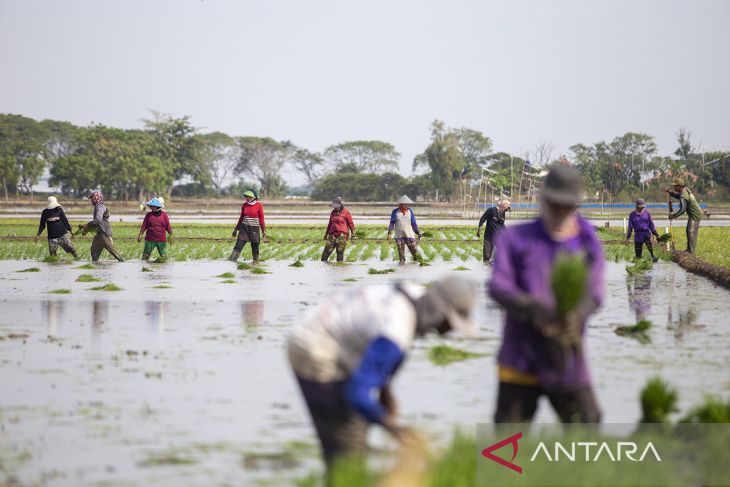 Refocusing anggaran pertanian hadapi El nino