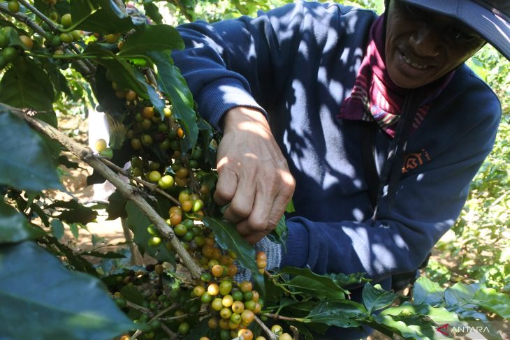 Panen kopi arabika Yellow Caturra