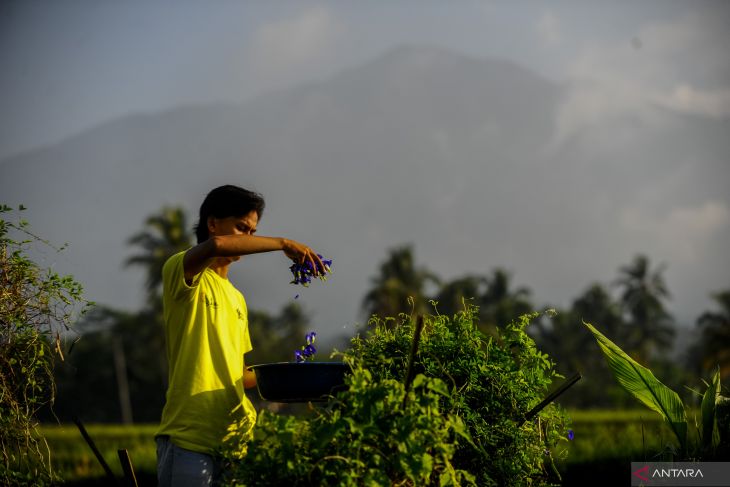 Mahasiswa Pandeglang produksi teh dari bunga telang