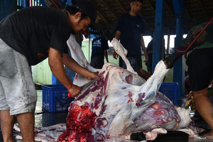 Penyembelihan hewan kurban di RPH Madiun