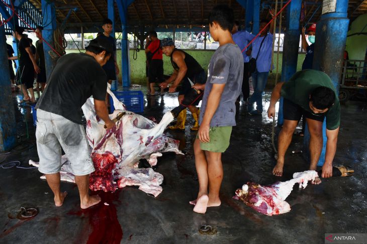 Penyembelihan hewan kurban di RPH Madiun