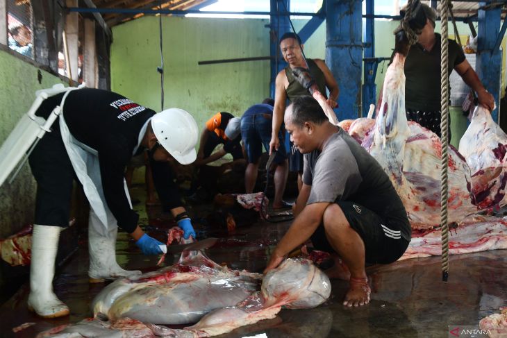 Pemeriksaan post mortem hewan kurban di Madiun