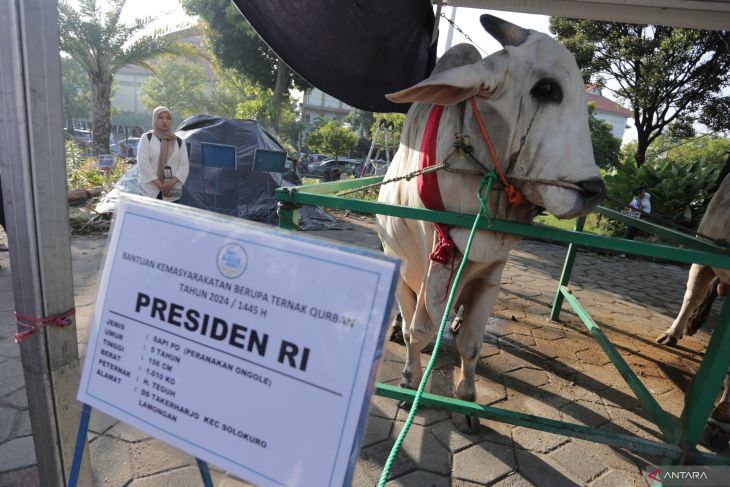 Sapi kurban sumbangan Presiden Joko Widodo di Surabaya