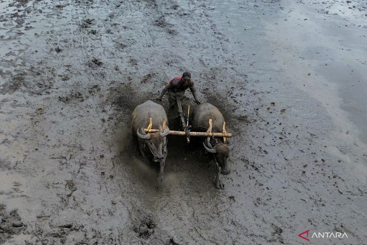 Tradisi karapan kerbau di Lumajang