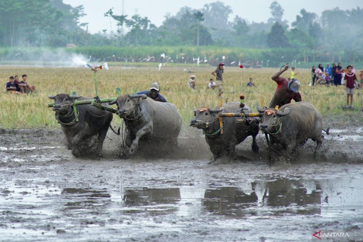 Tradisi karapan kerbau di Lumajang