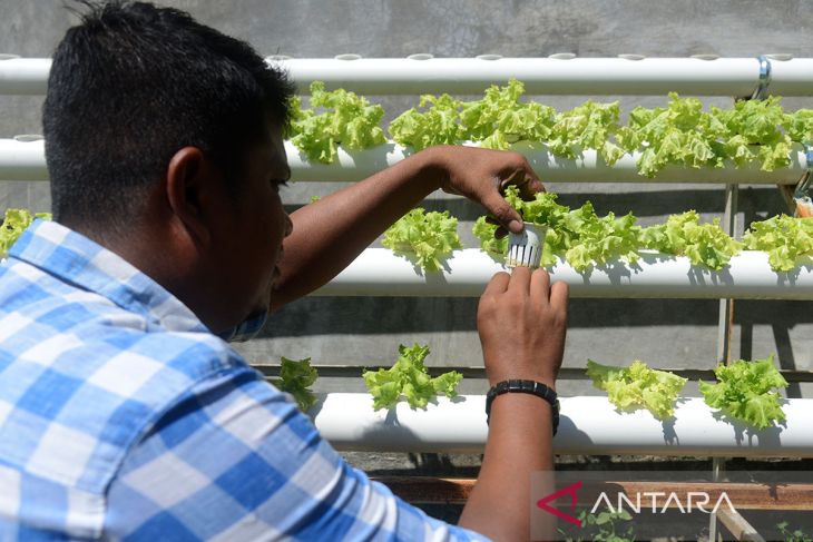 Penyintas narkoba kembangkan pertanian hidroponik di Aceh Besar