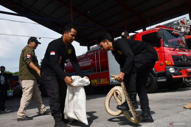 Pelatihan snake rescue petugas Damkar di Madiun