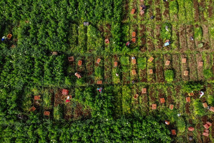 Produksi tanaman sayuran nasional menurun