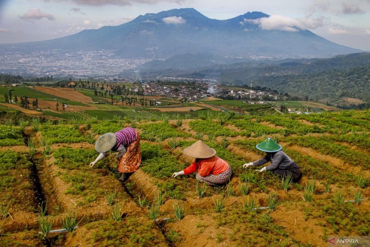 Produksi tanaman sayuran nasional menurun