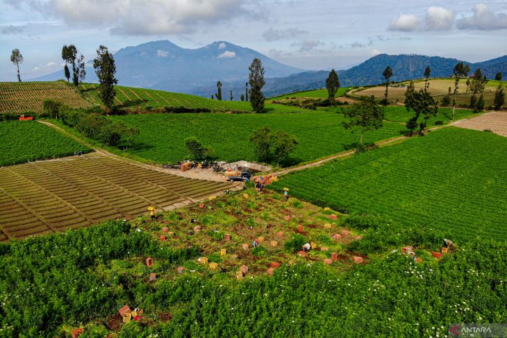 Produksi tanaman sayuran nasional menurun