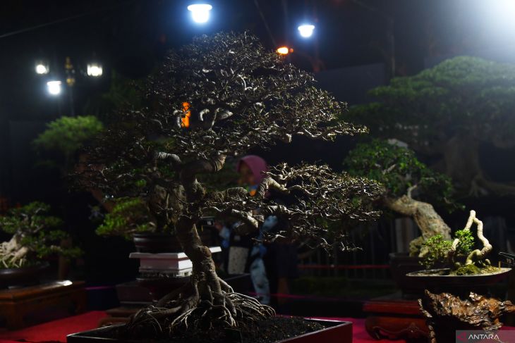 Pameran bonsai di Ponorogo