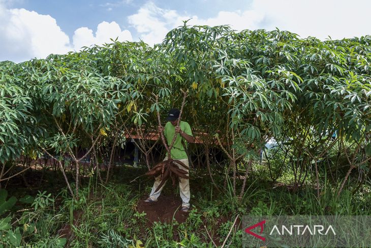 Pemanfaatan lahan tidak produktif ditanami singkong