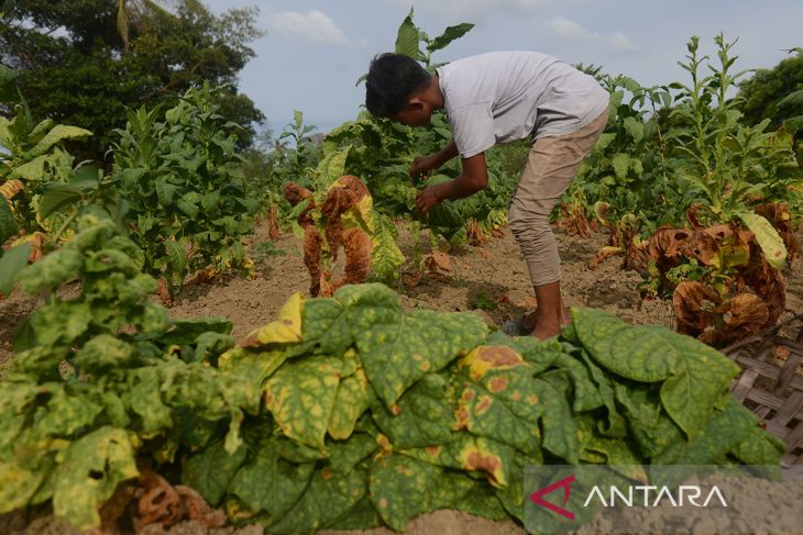 FOTO - Hasil panen tembakau terdampak kemarau