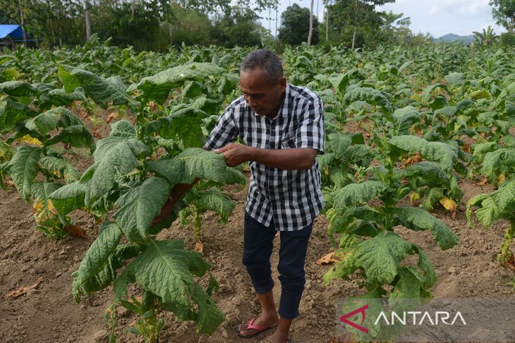 FOTO - Hasil panen tembakau terdampak kemarau